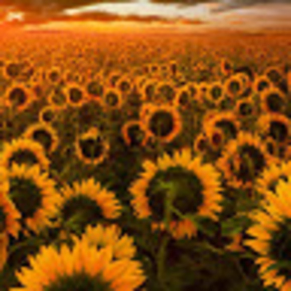 Meet your Posher, Ginger - Picture 1 of 1